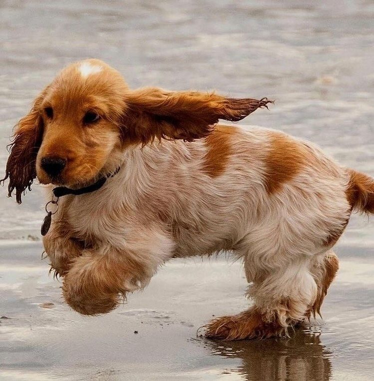 Cute Dogs And Animal Inspiration