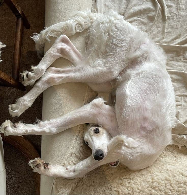 Cute Dogs And Animal Inspiration
