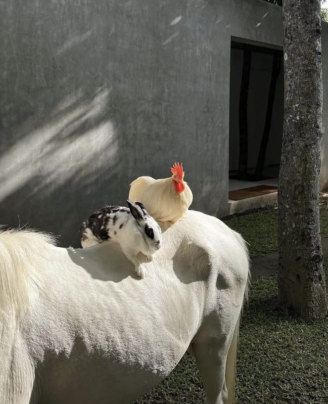 Cute Dogs And Animal Inspiration