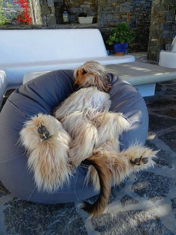 Cute Dogs And Animal Inspiration