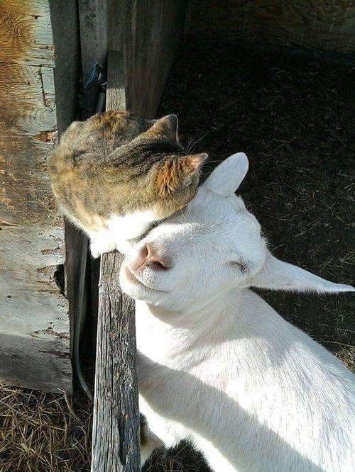 Cute Dogs And Animal Inspiration