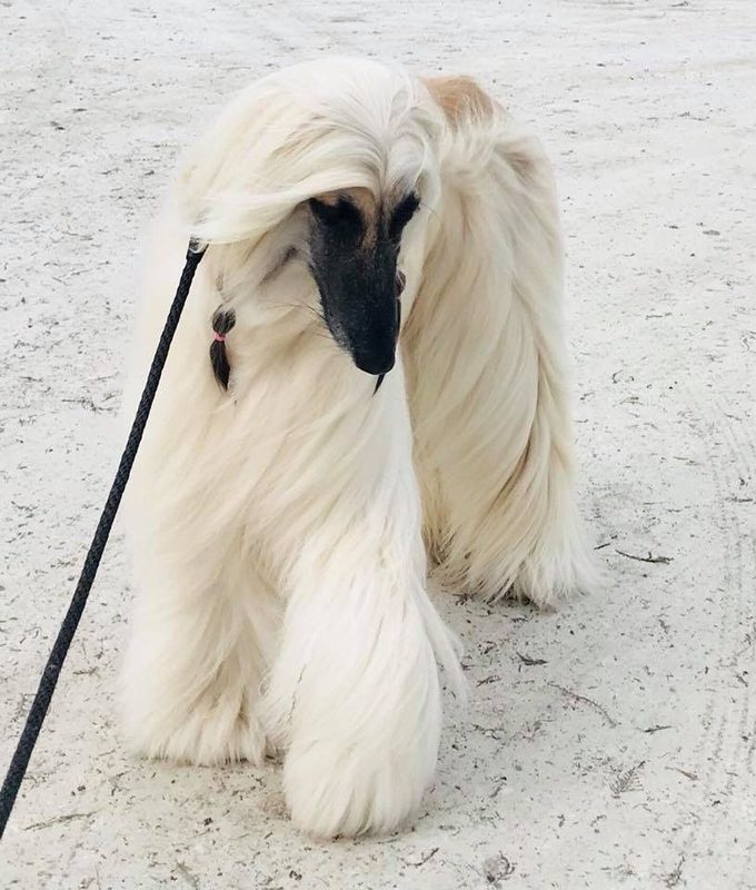 Cute Dogs And Animal Inspiration