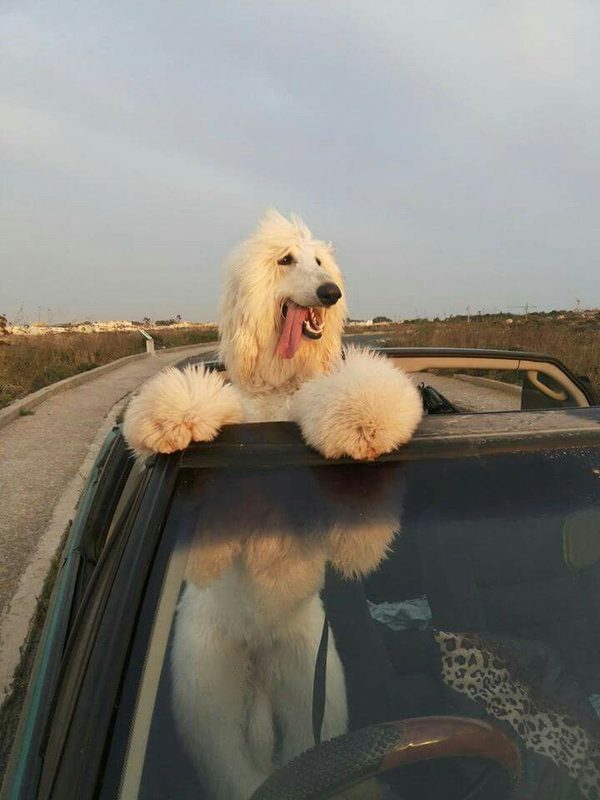 Cute Dogs And Animal Inspiration