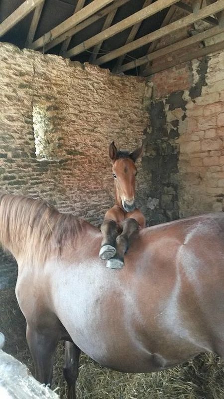 Equestrian Lifestyle Inspiration