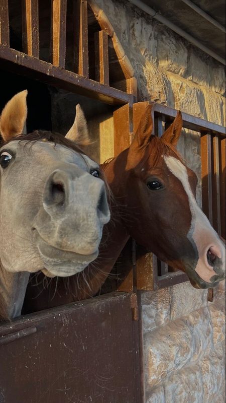 🐎🤍🤎