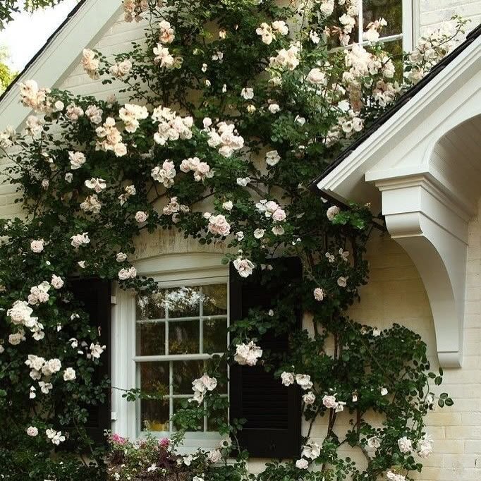 Live · climbing roses